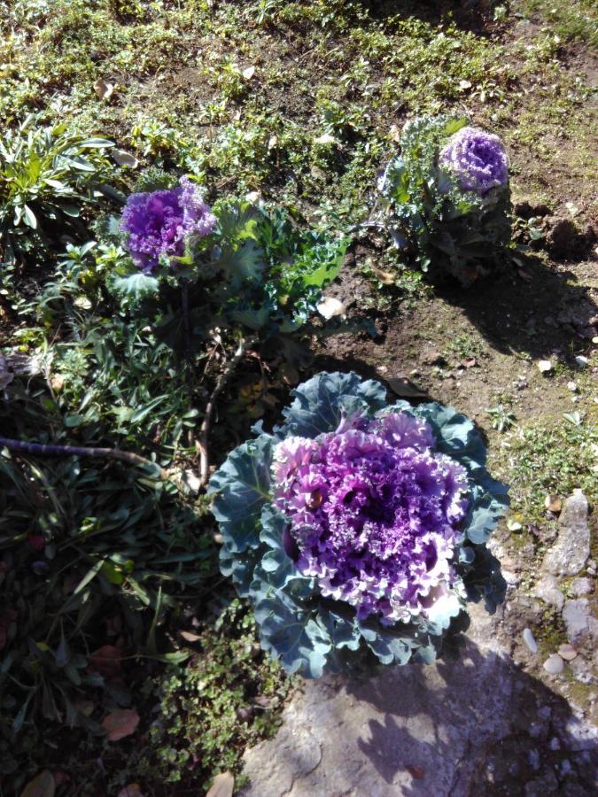 9 Plus - Orbeli ภายนอก รูปภาพ
